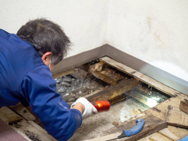 Professional Mold Removal in Saint Davids, PA