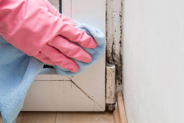 Best Mold Removal Process  in Saint Davids, PA